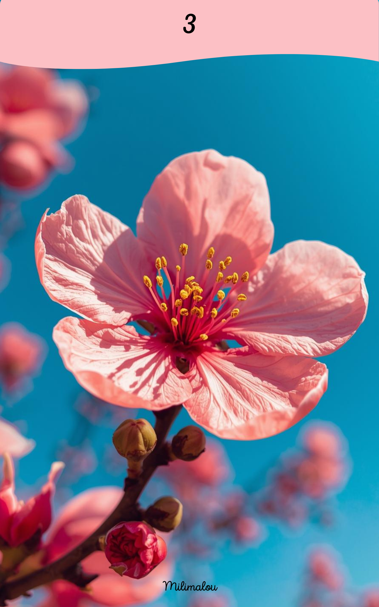 Page de Garde A5 Fleur de Pêcher