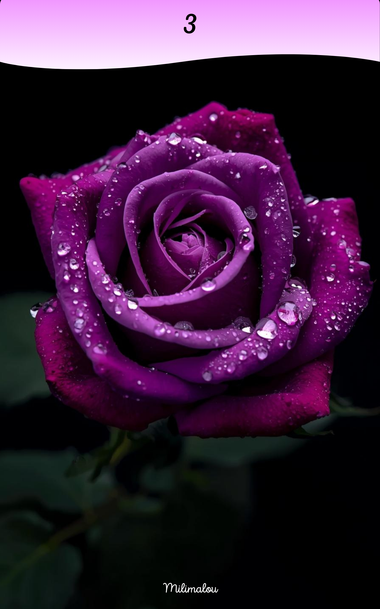 Page de Garde A5 Rose