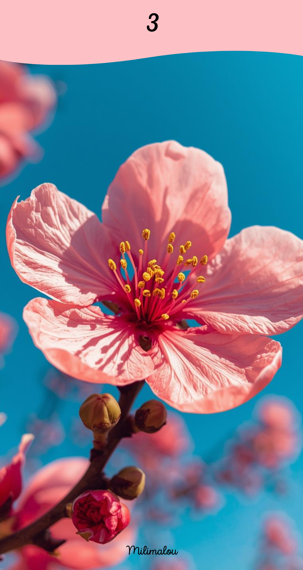 Page de Garde A6 Fleur de Pêcher