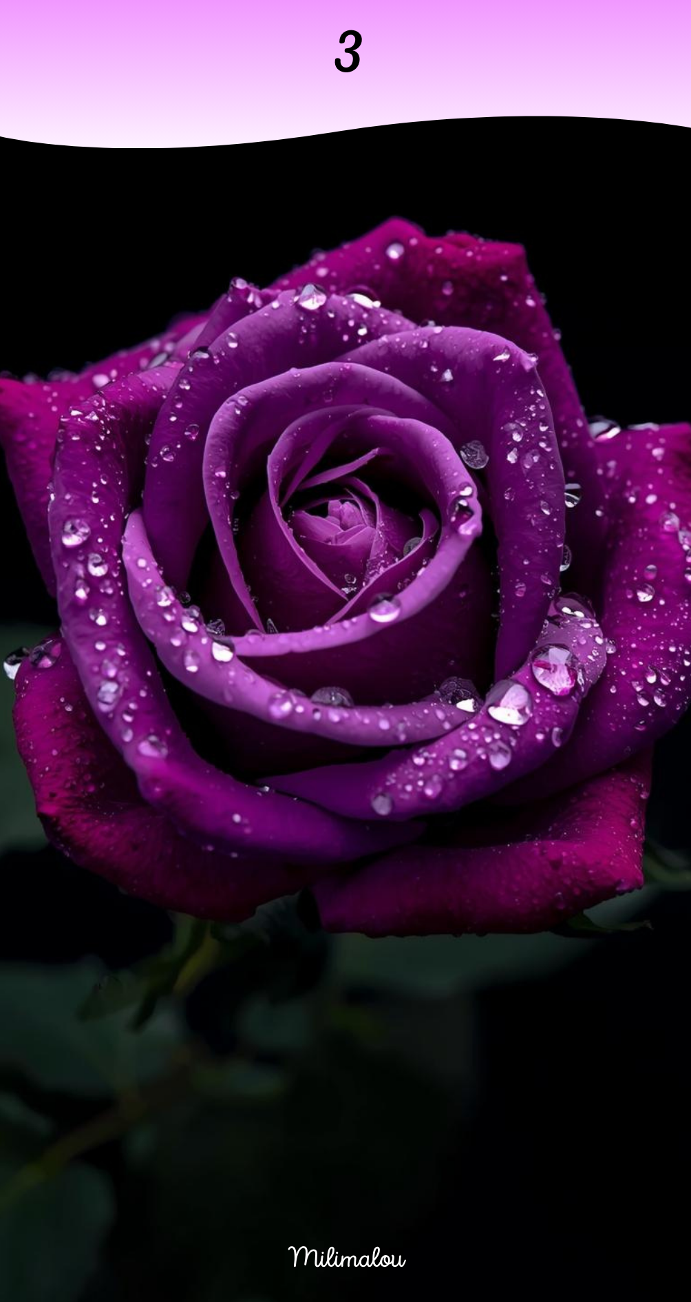 Page de Garde A6 Rose