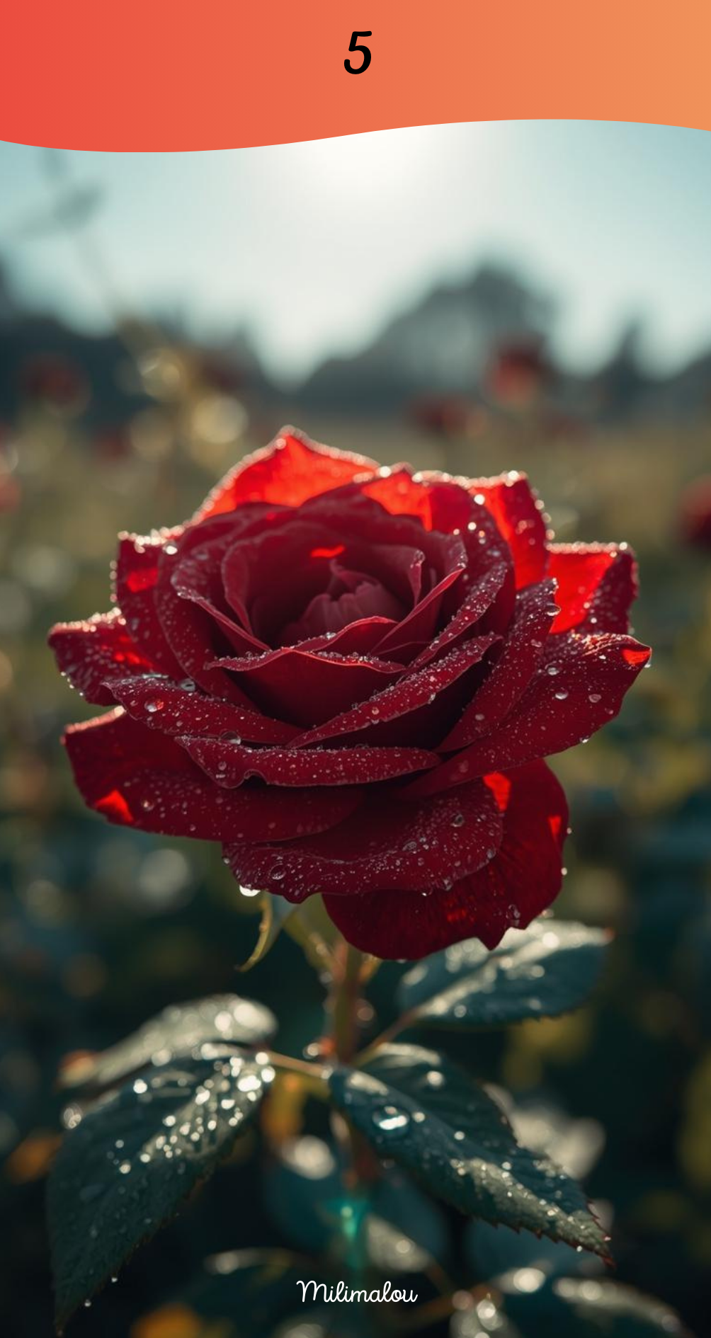 Page de Garde A6 Rose