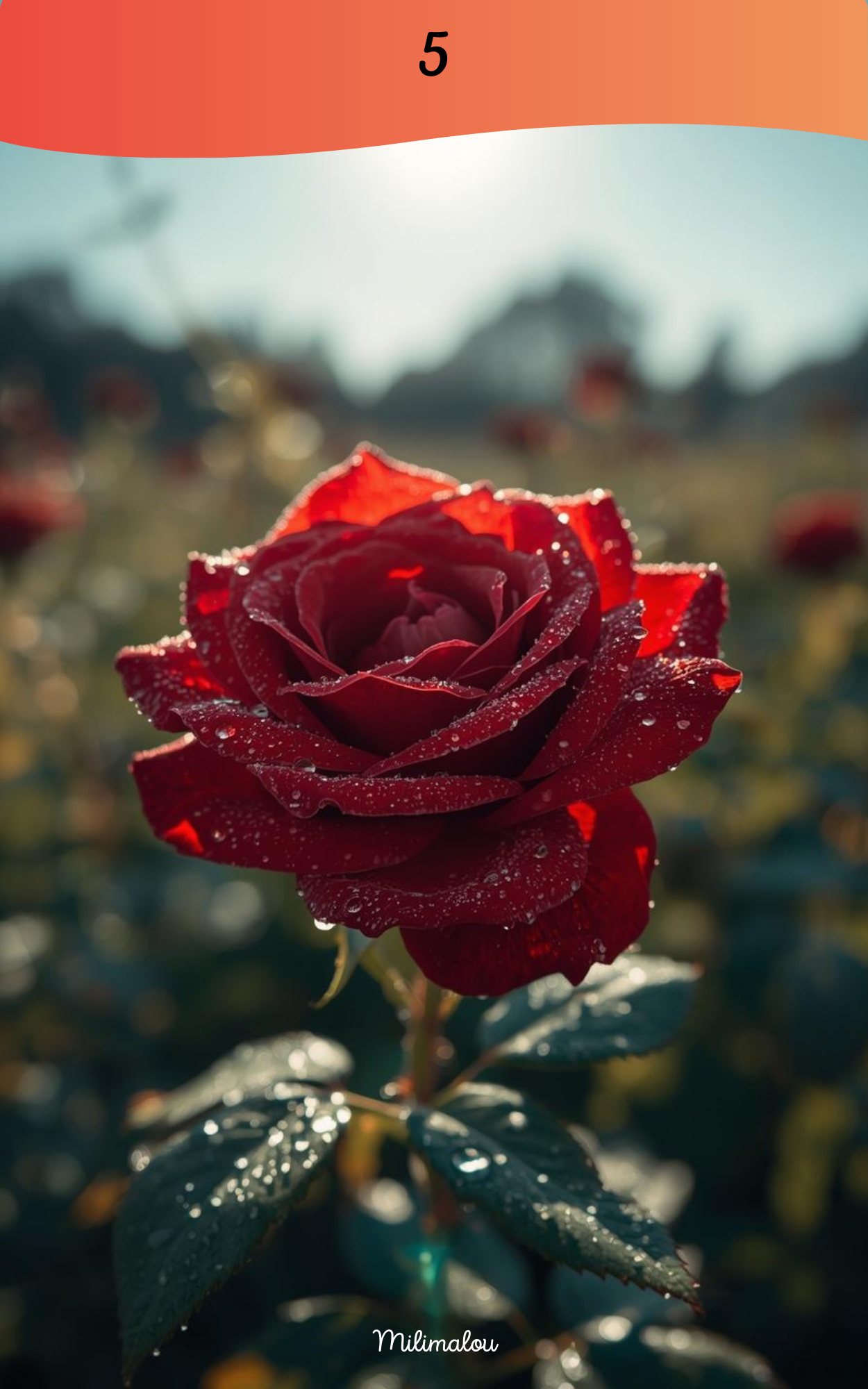 Page de Garde A5 Rose